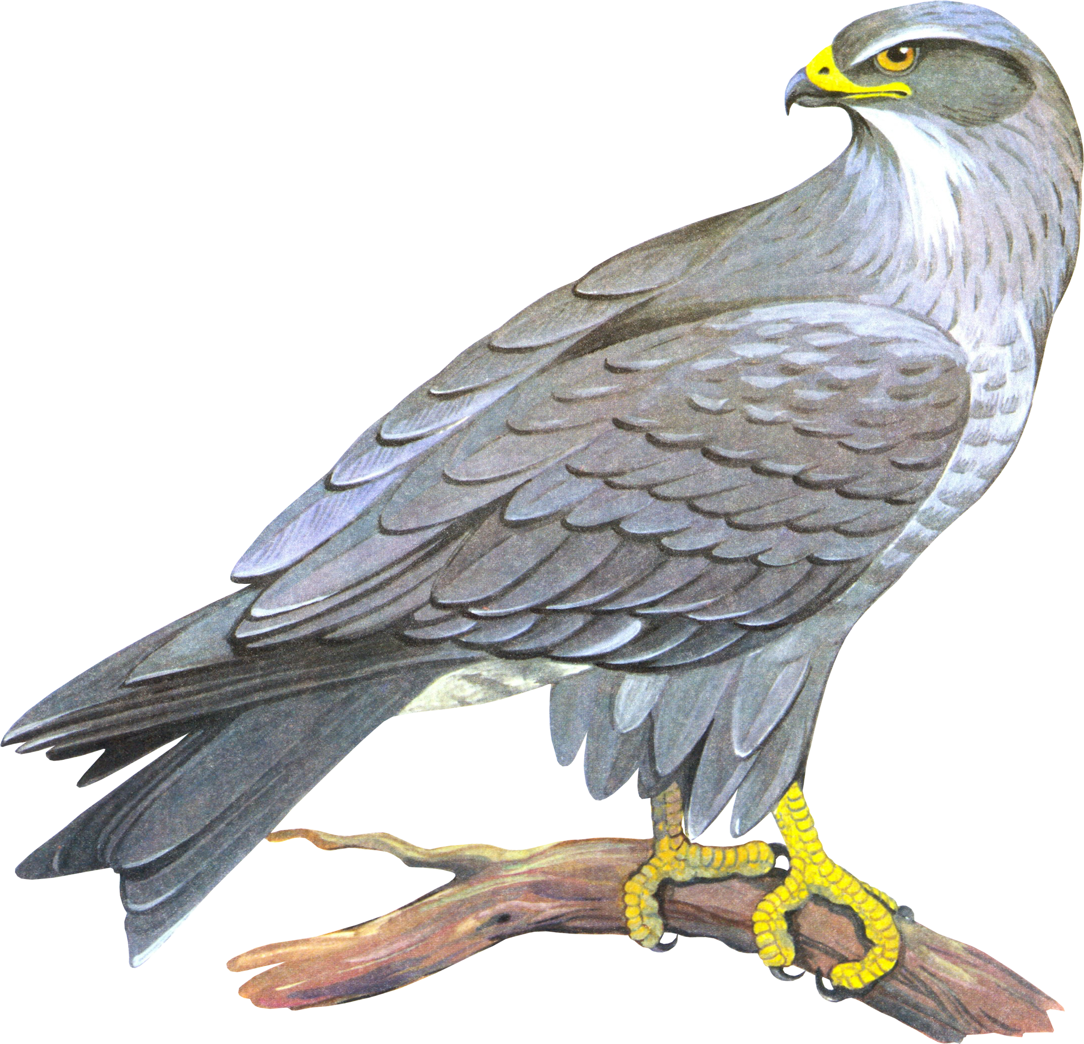 Falcon Png - Сокол Пнг (2180x2101), Png Download
