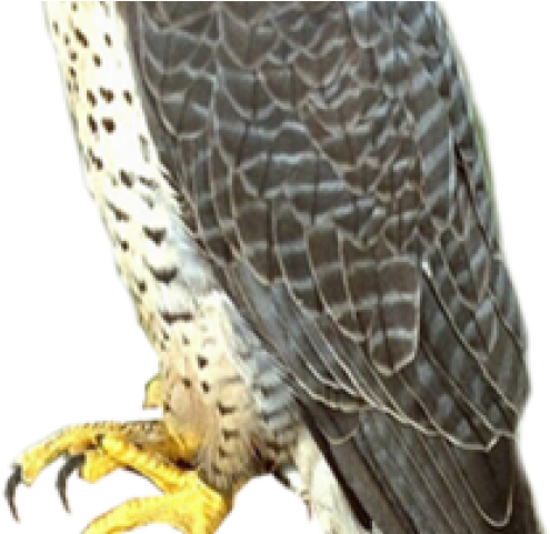 Falcon Png Transparent Images - Falcon Png (640x480), Png Download