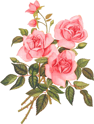 Rose Rose Paintings, Watercolor Flowers, Flower Art, - Rosas Vintage Png (397x515), Png Download