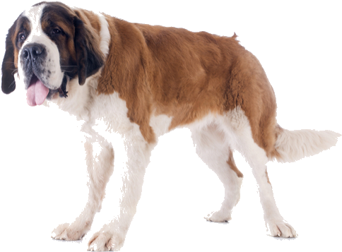 A Region Encompassing Parts Of France, Switzerland, - Saint Bernard Dog Png (564x400), Png Download