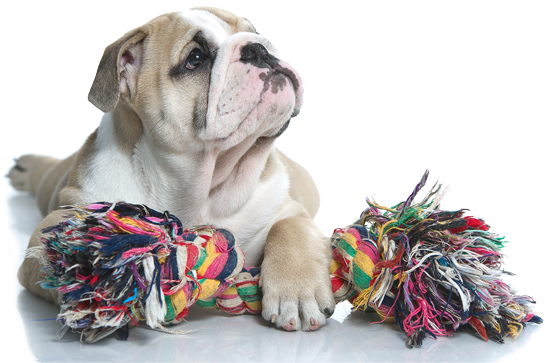 Dogs Playing - Dog Toy (555x374), Png Download