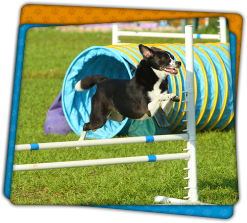 Jumping Dog - Dog Catches Something (489x443), Png Download