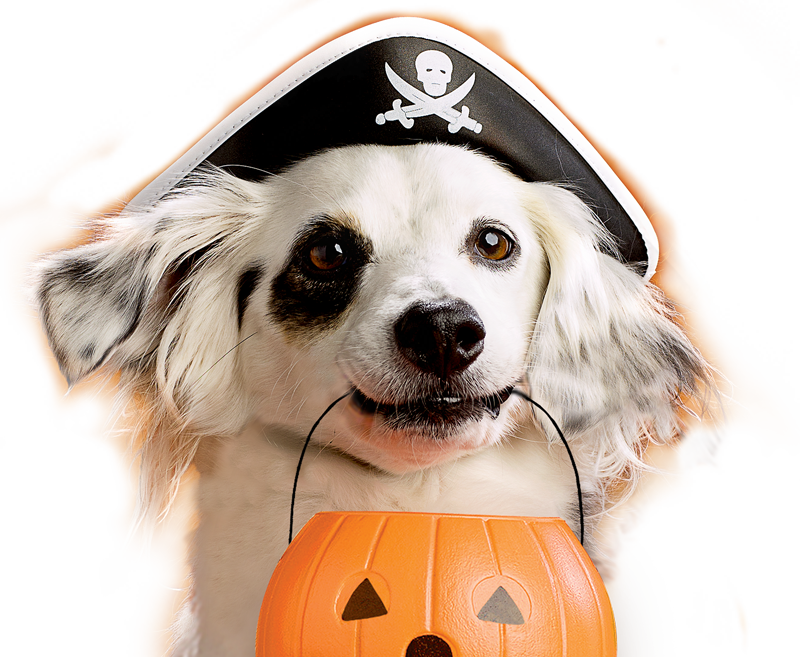 Chico3 - 1d223061 - Dog Halloween Png (800x657), Png Download