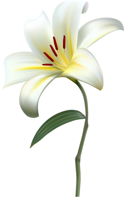 Tubes Fleurs - Flower (450x672), Png Download