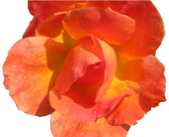 Cliparts Real Flowers - Red Orange Flower Png (640x480), Png Download