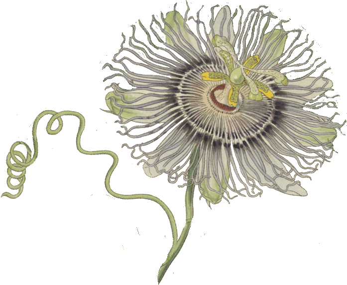 Bitterness 0 Ibus - Flower Passion Fruit Gif (702x586), Png Download