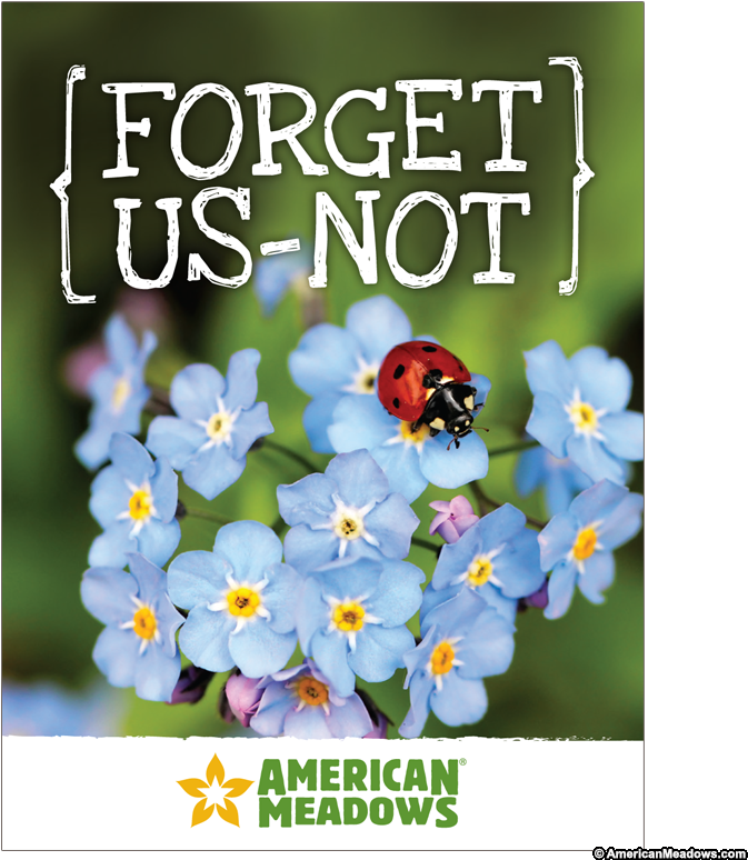 Forget Us Not Seed Packet - Anglo-saxons By Anita Ganeri (800x800), Png Download