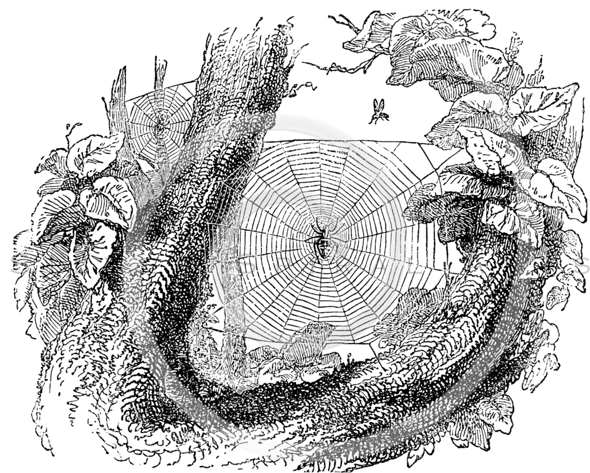 Spider Web Illustration Retro (1203x960), Png Download