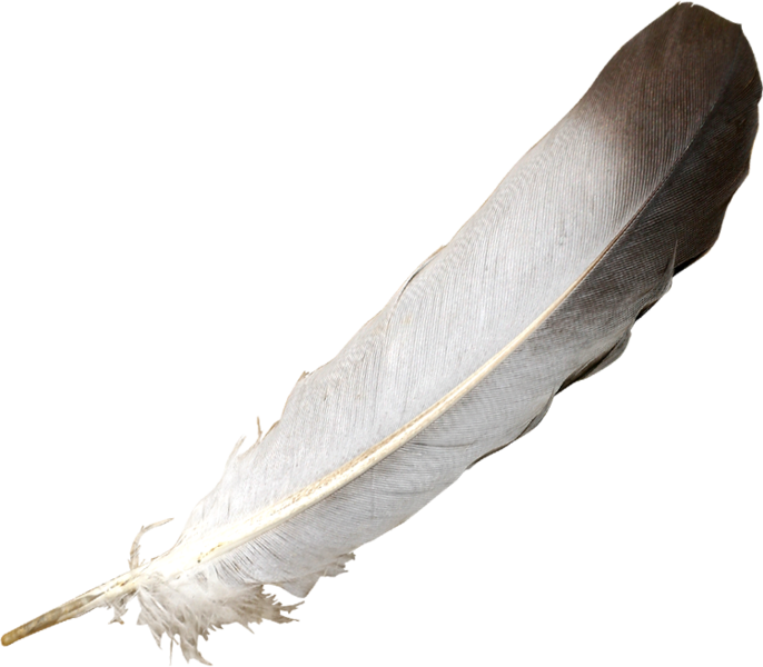 Feather Psd Official Psds - Feather Psd (686x600), Png Download