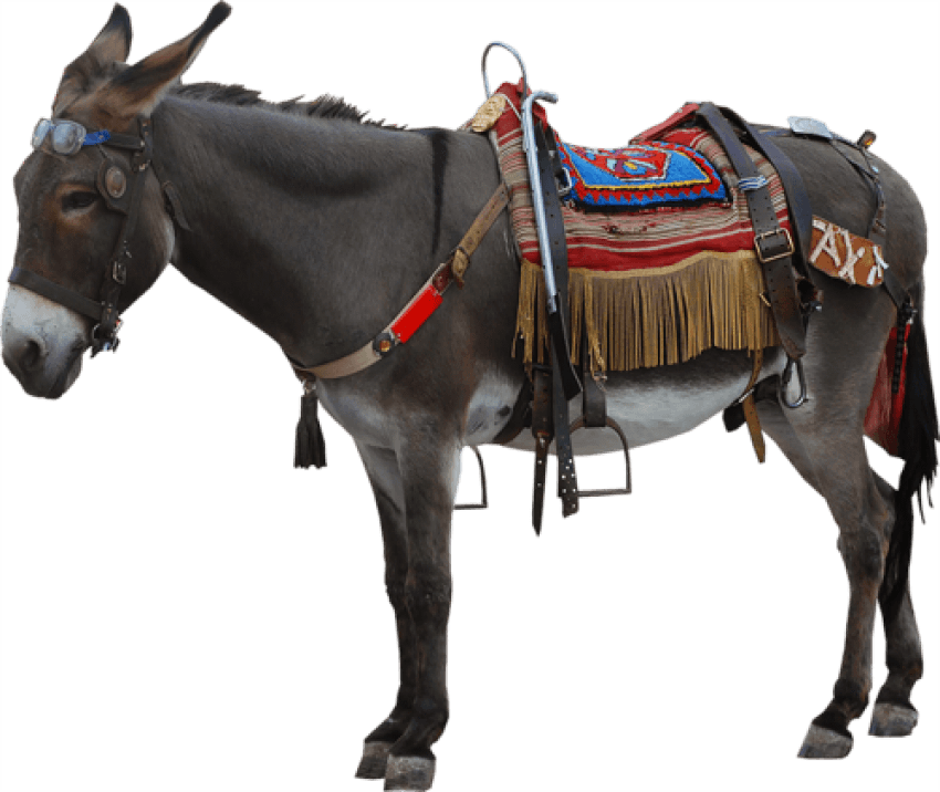 Free Png Donkey Png Images Transparent - Esek Png (850x716), Png Download
