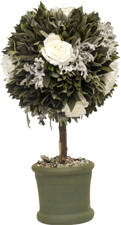 Topiary Cyneri - Chrysanths (500x500), Png Download