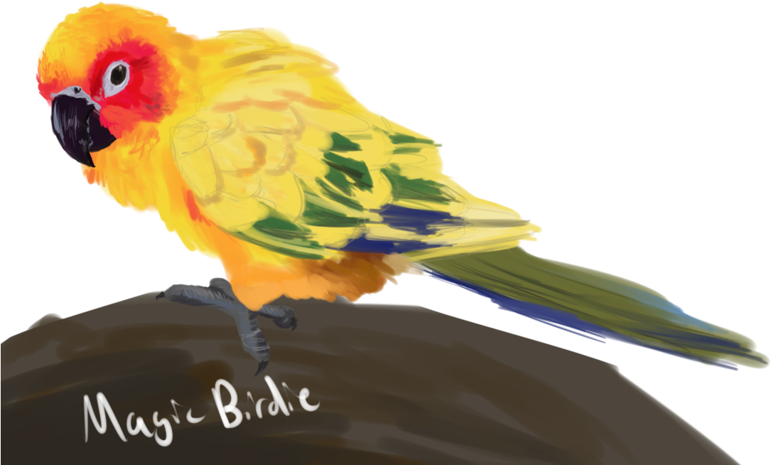 Sun Conure Speedpaint By Magicbirdie On Deviantart - Sun Conure (1095x730), Png Download