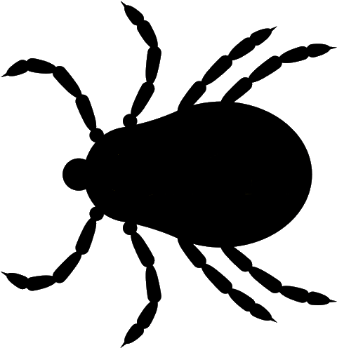Tick Insect Png - Tick (768x768), Png Download