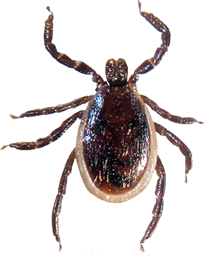 Tick Png Photoshop - Ticks In Southern Ontario (669x852), Png Download