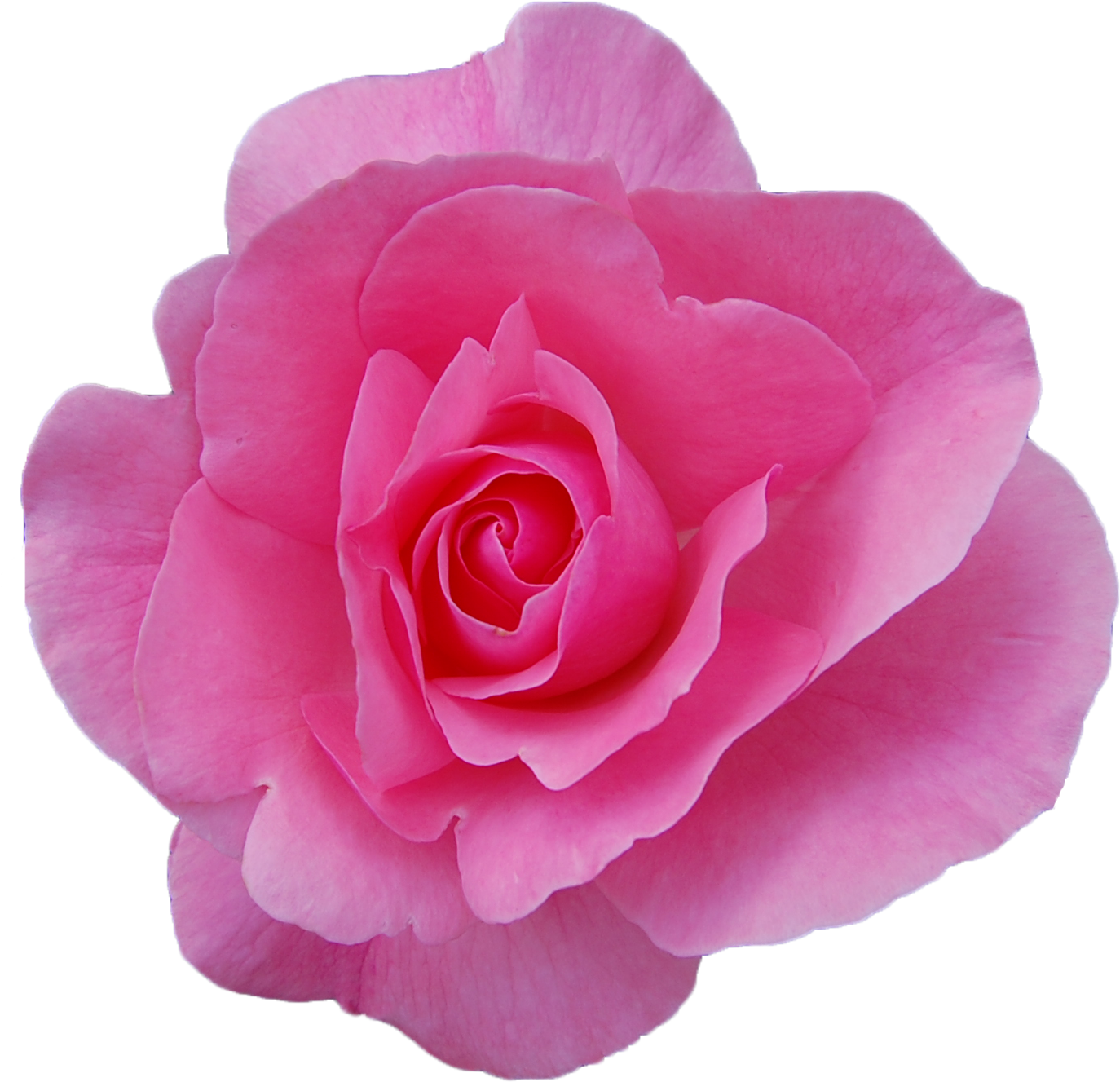 Png Transparent - Rose (1483x1387), Png Download