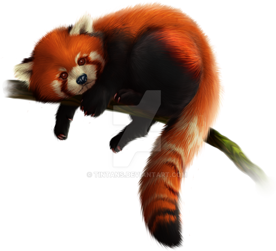 Red Panda Free Download Png - Red Panda Transparent Background (894x894), Png Download