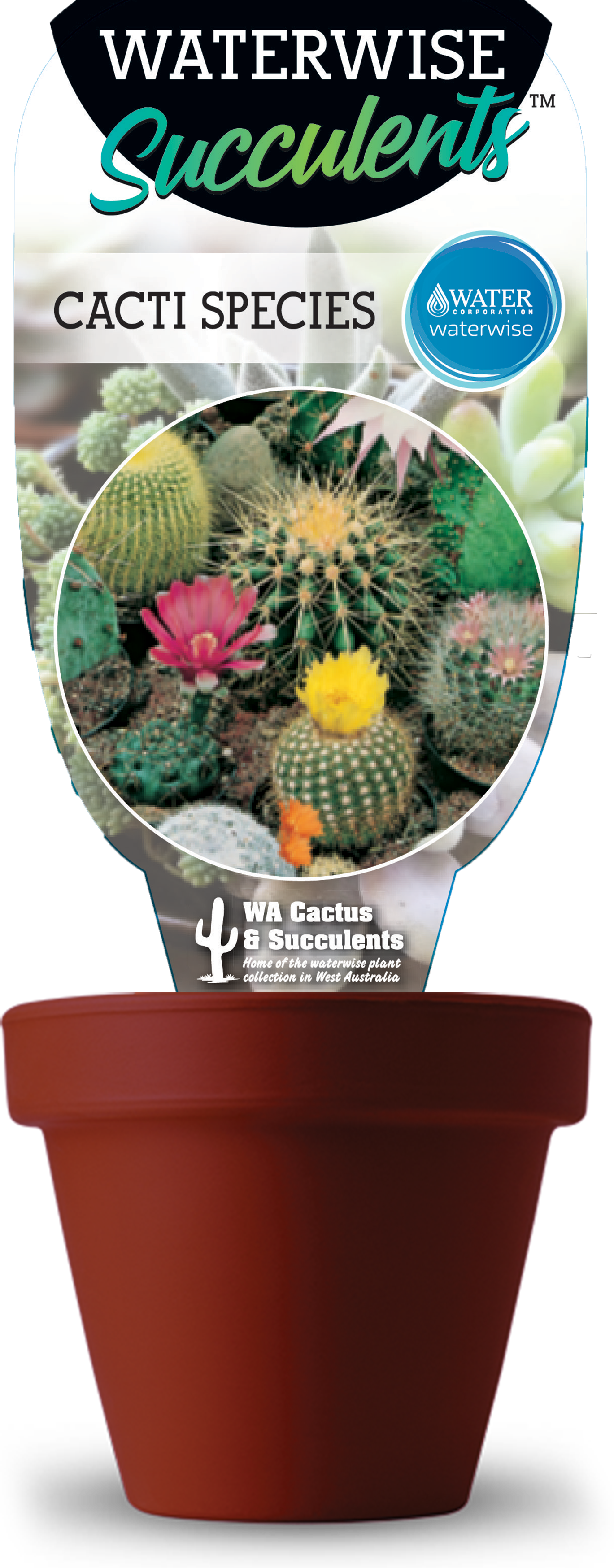 Cacti - Cactos Ornamentais: 15 Sementes (1426x3496), Png Download