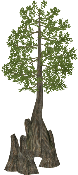 Swamp Cypress - Bald Cypress Tree Clipart (601x601), Png Download