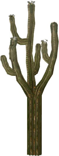 Cactus 5 - Wood (526x526), Png Download