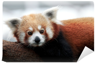 Red Panda (400x400), Png Download