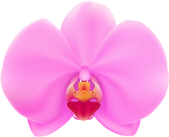 Pink Orchid Png Clip Art - Orchid Flower Clipart (600x487), Png Download