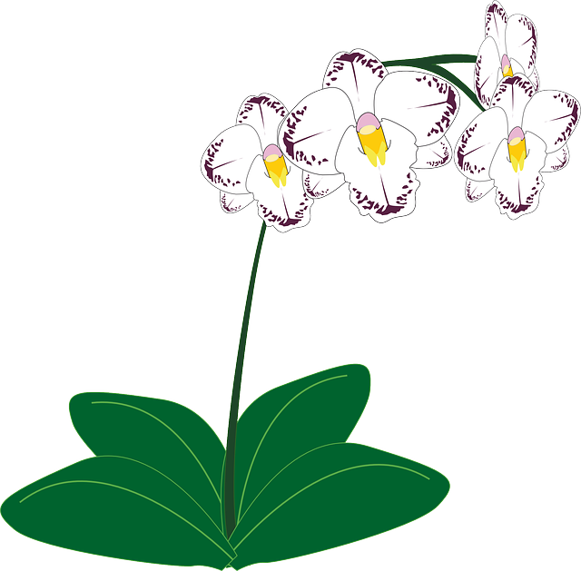 Free Image On Pixabay - Orchid Plant Clip Art (640x629), Png Download