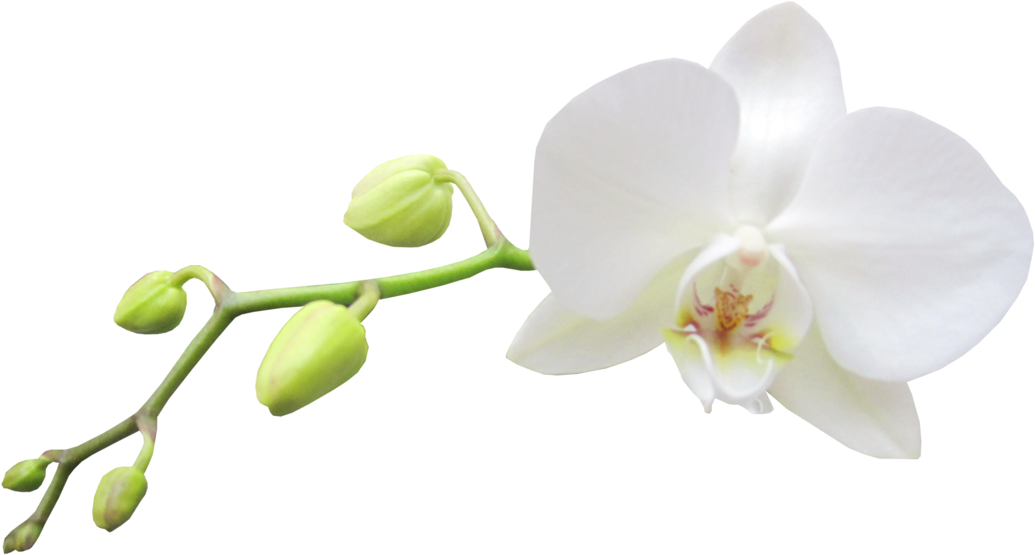Columbian Orchid Cliparts - White Transparent Background Orchid (3700x2168), Png Download