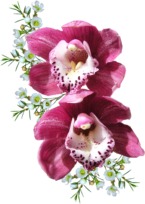 Orchid Png - Transparent Background Orchid Clip Art (600x690), Png Download