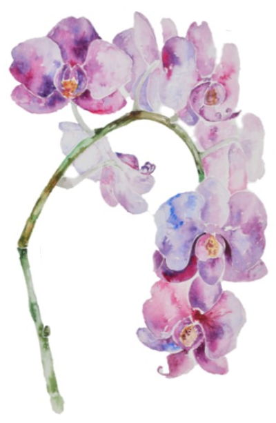 Orchids (400x613), Png Download