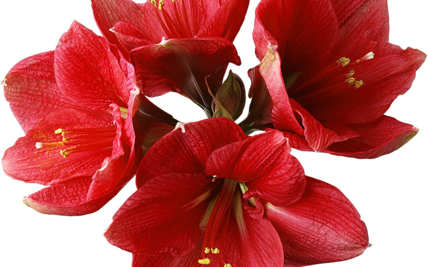 Red Orchid Png Clipart Gallery Yopriceville High Quality - Happy Birthday - With Words Card (1368x855), Png Download