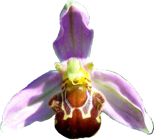 Flower Of Bee Orchid Ophrys Apifera - Bee Orchid Flower In Png (523x480), Png Download