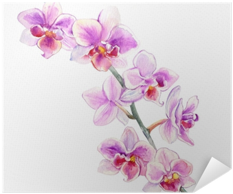 Orchid Flowers Watercolor Hand Drawn Botanical Illustration - Orchidea Disegnata (400x400), Png Download