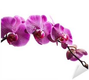 Purple Orchid Png Download - Purple Orchid Flowers Canvas Wall Art C2165 30x20 Inch (400x400), Png Download