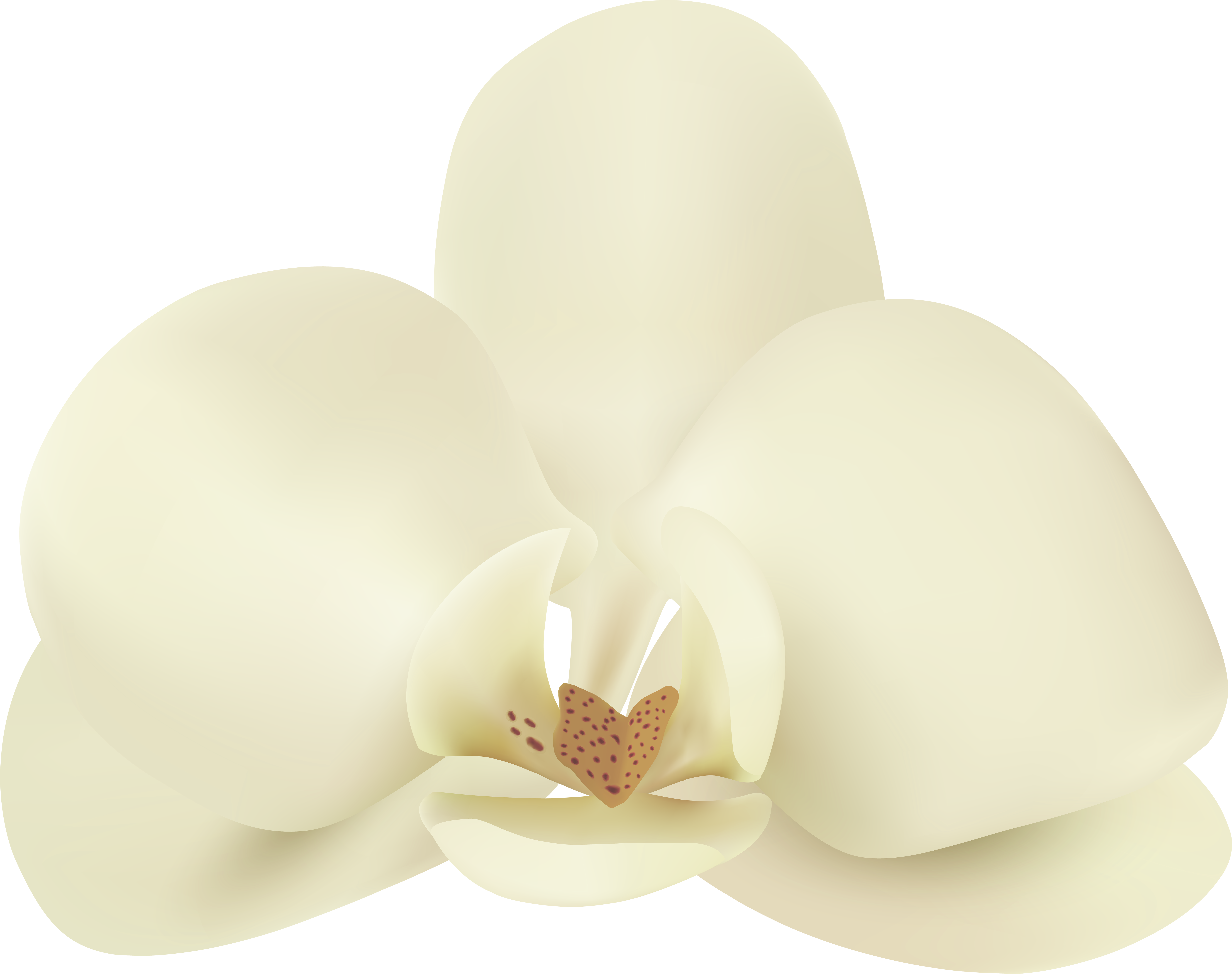 Vanilla Flower Png Clip Art Image (8000x6323), Png Download