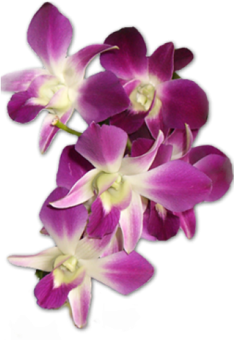 Orchids (750x500), Png Download
