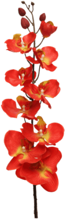 Orchid Spray Orange - Orchid Red Transparent (300x450), Png Download