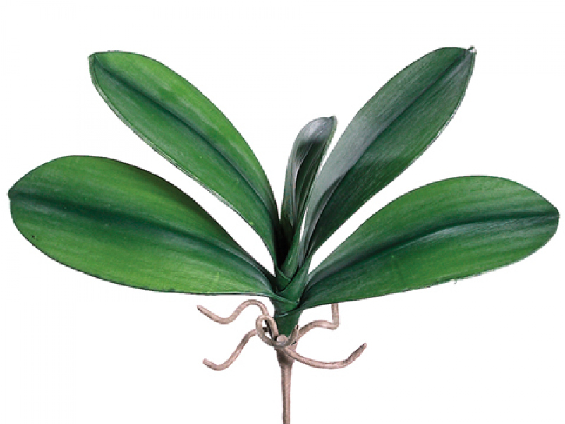 5" Medium Phalaenopsis Orchid Leaf Plant With 5 Leaves - Orchid Leaf Png (800x800), Png Download