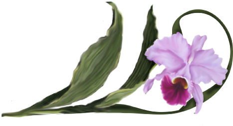 Cattleya Orchid - Cattlianthe Jewel Box (536x369), Png Download