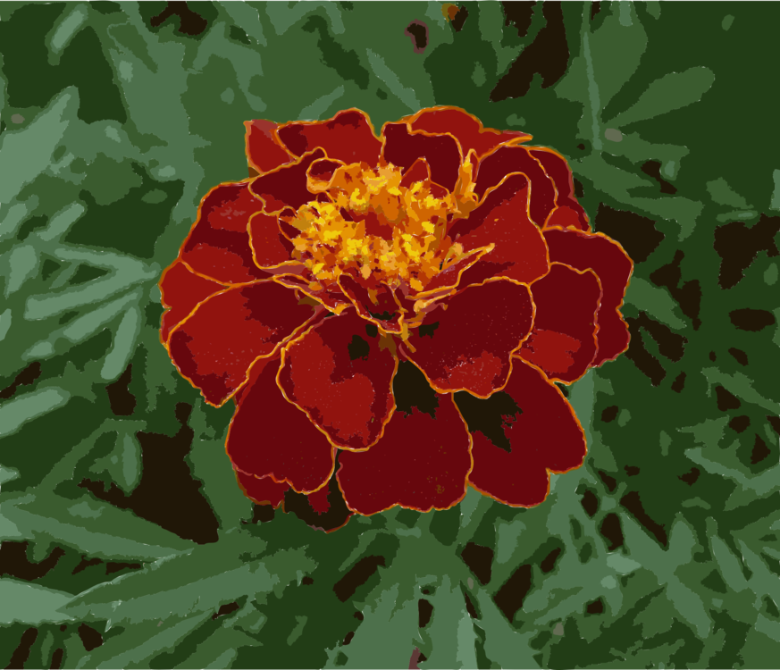 Mexican Marigold Flower Plants Annual Plant Seed - Marigold Clip Art (873x750), Png Download