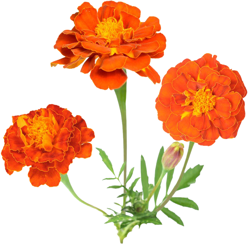 Mexican Flowers Png - Marigold Clipart (929x1000), Png Download