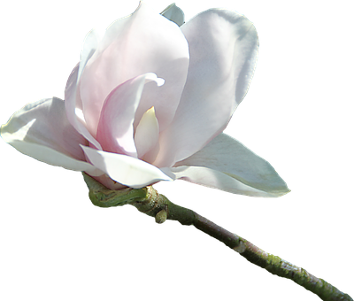 Png Images - Flor Blanca Png (400x340), Png Download