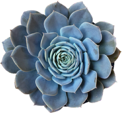 Encantata - White Mexican Rose (400x400), Png Download
