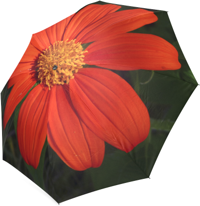 Mexican Sunflower By Dee Flouton Foldable Umbrella - Poinsettia (500x500), Png Download