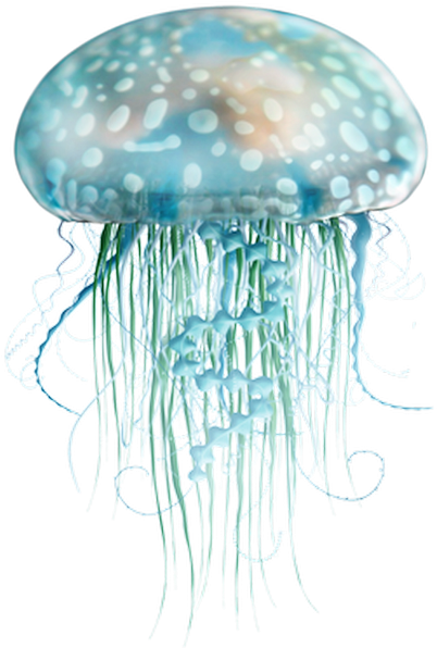 Pin By Magalie Kernilis On Tubes Mer - Png Animaux De La Mer (445x640), Png Download