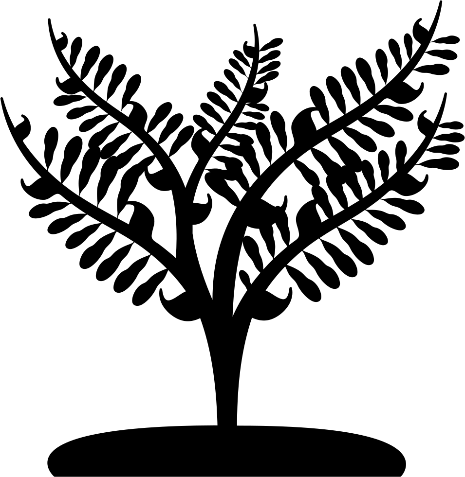 Big Plant Like A Small Tree Comments - Small Tree Black And White Png (955x981), Png Download