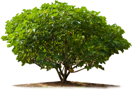 Jatropha-big - Photoshop Tree Plan Png (423x321), Png Download