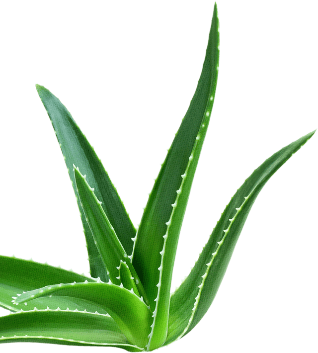 Say Aloe Reduced Sugar Apple And Berry - Agave (640x710), Png Download