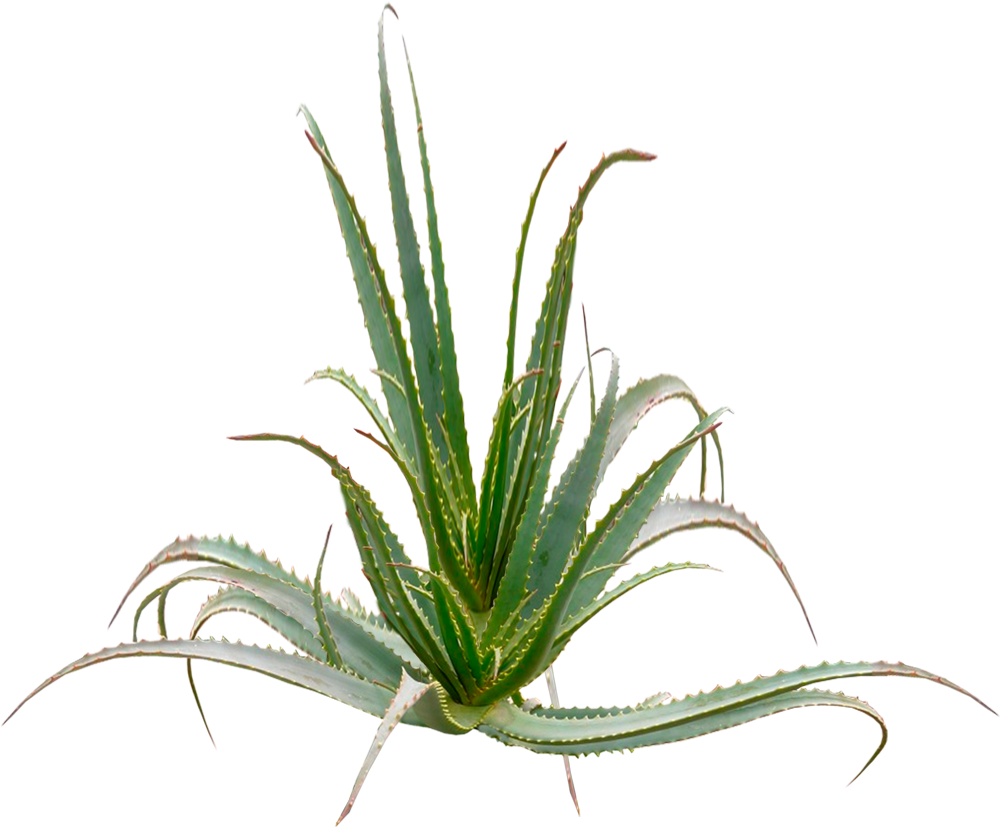 Aloe Arborescences Plant - Aloe Arborescens Png (1000x1000), Png Download