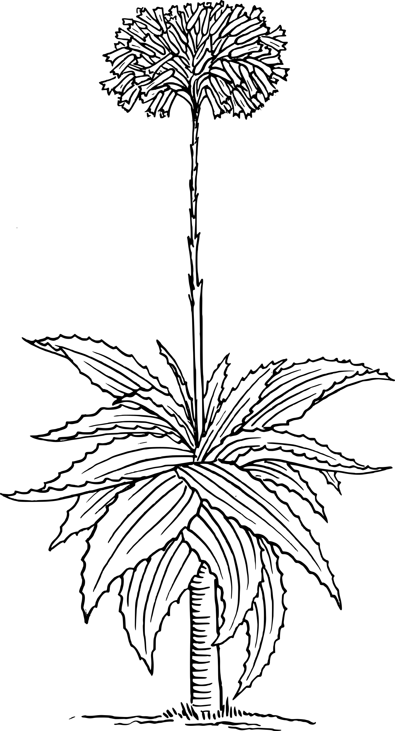 This Free Icons Png Design Of Aloe 2 (1298x2400), Png Download