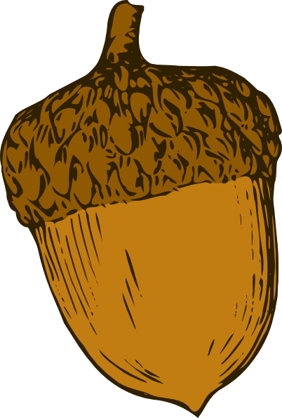 Acorn Png - Acorn Clipart Png (402x595), Png Download
